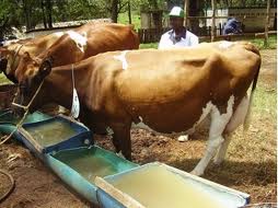 Livestock farming in Kenya