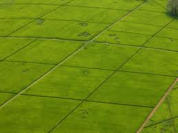 Large scale farming in Kenya