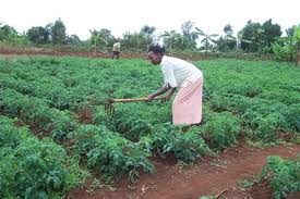 Horticultural farming in Kenya